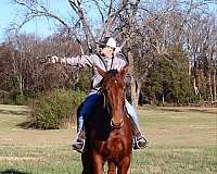 ranch-work-percheron-horse