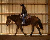 show-percheron-horse