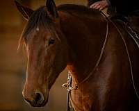 trail-riding-percheron-horse