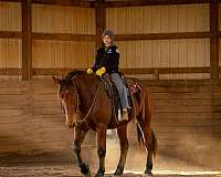 western-riding-percheron-horse