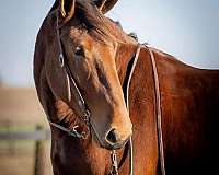 working-cattle-percheron-horse