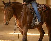 youth-percheron-horse