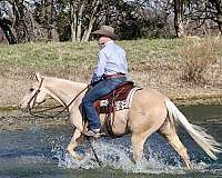 calf-roping-quarter-horse