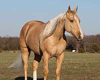 cowboy-mounted-shooting-quarter-horse