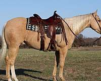 heel-quarter-horse