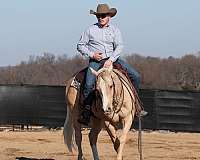 ranch-versatility-quarter-horse