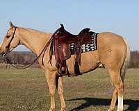 ranch-work-quarter-horse