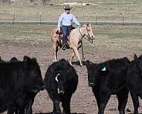 reining-quarter-horse