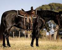 athletic-quarter-horse