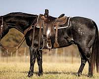 ranch-versatility-quarter-horse