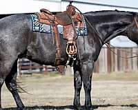 ranch-work-quarter-horse