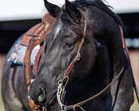 show-quarter-horse