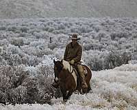 calf-roping-draft-horse