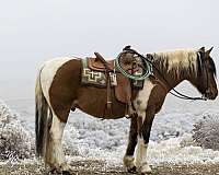 kid-safe-draft-horse