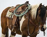 lesson-draft-horse