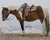 performance-draft-horse