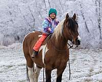 ranch-work-draft-horse