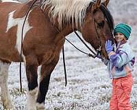 roping-draft-horse