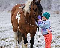 show-draft-horse