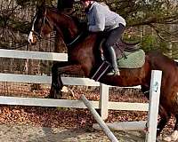 athletic-thoroughbred-horse