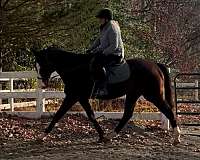 anything-thoroughbred-horse