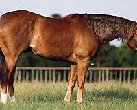 performance-quarter-horse