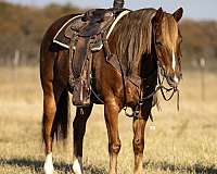 beginner-quarter-horse