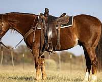 ranch-work-quarter-horse