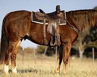 reining-quarter-horse