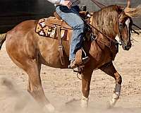 roping-quarter-horse