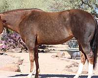 breeding-quarter-horse