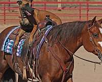 ranch-versatility-quarter-horse