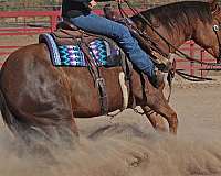 ranch-work-quarter-horse