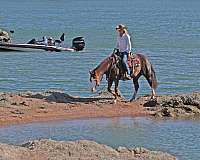 reining-quarter-horse