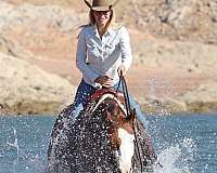 ridden-english-quarter-horse