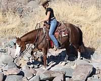 roping-quarter-horse