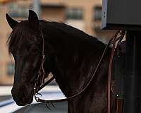 beginner-friesian-pony