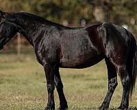 cross-friesian-pony