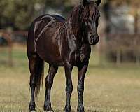 kid-safe-friesian-pony