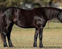 flashy-friesian-pony