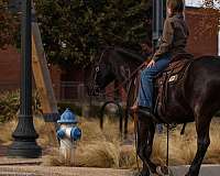 parade-friesian-pony