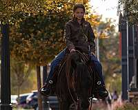 trail-riding-friesian-pony