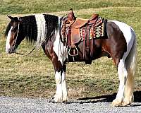 cross-draft-horse