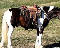 draft-horse