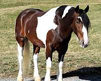 flashy-draft-horse