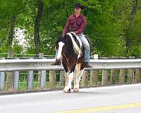 ranch-versatility-draft-horse