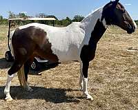 paint-gelding