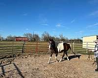 jazz-gelding