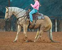 working-cattle-quarter-horse