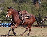 lovely-mustang-horse